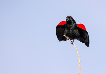 Red winged blackbird with open wing calling display in Spring
