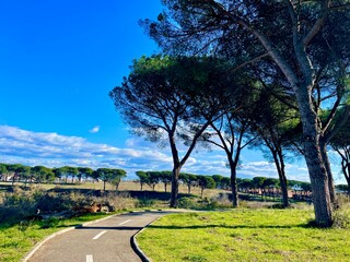 trees in the park