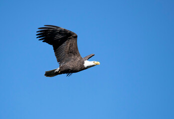 majestic bald eagle in flight against a clear sky in Southern California