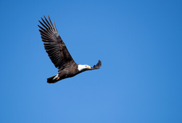 American bald eagle in flight against a blue sky