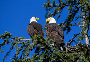 A pair of American bald eagles perched right next to each other looking at each other