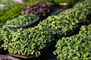 microgreens growing  organic bio gardening
