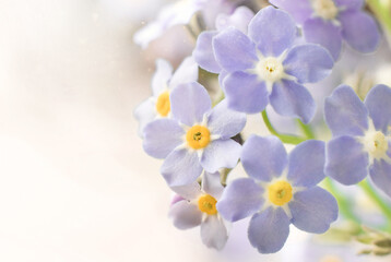 Fototapeta na wymiar Soft purple forget me not flowers with copy space
