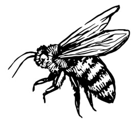 Flying bee, insect animal sketch. Hand drawn vector illustration. Retro engraving style clipart isolated on white background.