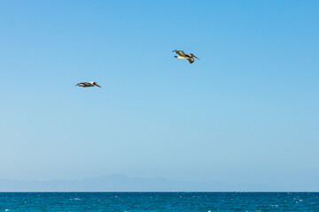 Fototapeta na wymiar Brown Pelicans flying over the Gulf of California.