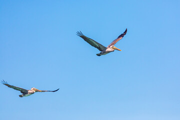 Brown Pelicans over the Sea of Cortez in Baja, Mexico.