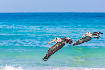 Brown Pelicans over the Sea of Cortez.
