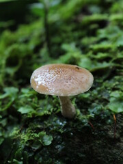 Moist mushroom in the rainforest soil