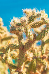 Cholla cactus in the desert on the Sea of Cortez.