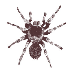 spider Vector drawing illustration black and white engrave isolated illustration