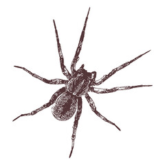spider Vector drawing illustration black and white engrave isolated illustration