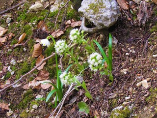 White blooming spring snowflake (Leucojum vernum) and white butterbur (Petasites albus) wild flowers
