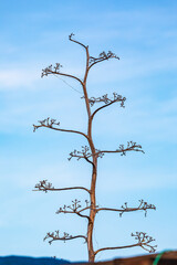 A dried bloom stalk on a yucca in the desert.