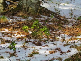 Blooming green hellebore (Helleborus viridis) spring flowers growing out of the snow covered ground