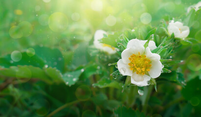 blooming strawberries in the sun rays , macro. Strawberry flower with raindrops