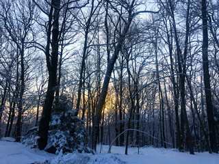 sunset in the woods