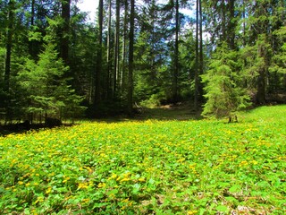 Forest clearing in a spruce forest overgrown with yellow blooming marsh-marigold or kingcup (Caltha palustris) flowers in Slovenia