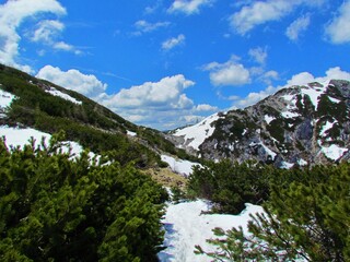 Snow and creeping pine covered alpine landscape bellow Debela pec in Julian alps and Triglav...