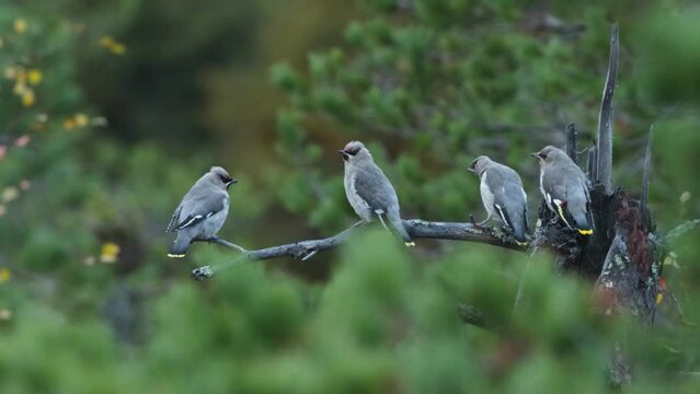 Young Bohemian waxwings, Bombycilla garrulus nagging on branch in taiga forest near Kuusamo, Northern Finland. 