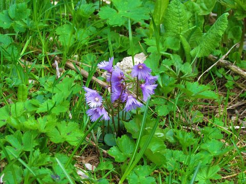 Close up of purple blooming alpine snowbell or blue moonwort (Soldanella alpina) flowers