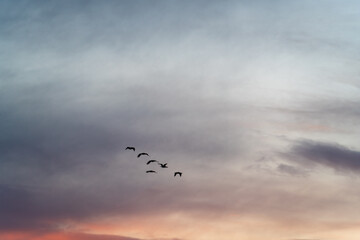 Sea gulls fly in the sunset