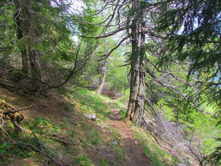 Path leading past a mountain spruce forest in Slovenia on a steep slope