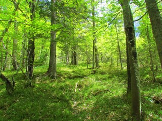 Fototapeta na wymiar Bright green beech forest in Slovenia with lush herbaceous vegetation covering the ground