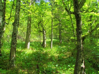 Bright green beech forest in Slovenia with lush herbaceous vegetation covering the ground