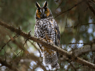 Long-eared Owl Sitting on Tree Branch in Winter