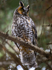 Long-eared Owl Sitting on Tree Branch in Winter