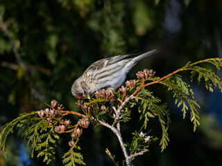 Common Redpoll sitting on evergreen tree and feeding in winter