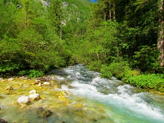 Kamniska Bistrica river, Slovenia flowing past a forest with a smaller creek flowing into the river