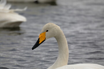 早朝の白鳥（青森県）