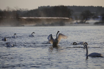 早朝の白鳥（青森県）
