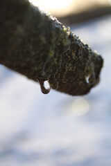 Water drop