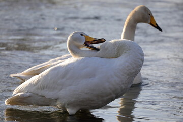 早朝の白鳥（青森県）