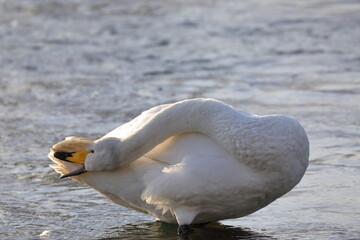 早朝の白鳥（青森県）