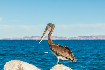 A Brown Pelican along the shore of the Sea of Cortez.