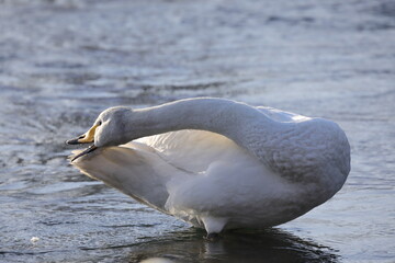 早朝の白鳥（青森県）