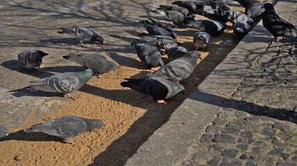 Pigeons looking for food on a paved street