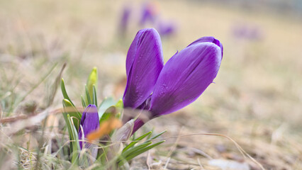 Crocus flowers (Crocus sativus) in a morning sunlight, first signs of spring