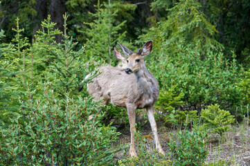 deer