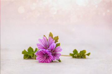  little purple flower close-up original industrial background