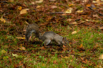 squirrel eating nut