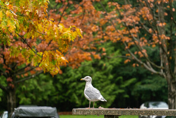 bird under the tree