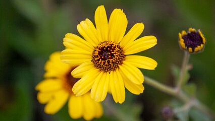 Blooming Yellow Sun Flowers in the Dawn's Light