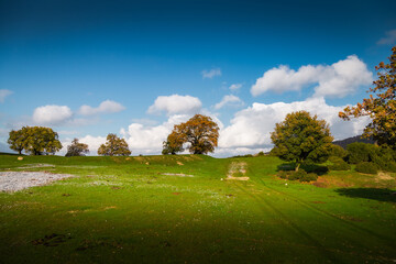 autumn landscape with trees