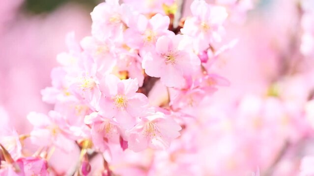 Beautiful pink cherry blossoms or sakura flowers in full bloom blowing by wind, Warm spring image, Nobody
