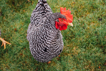 Portrait of Barred Plymouth Rock Chicken hen on the farm