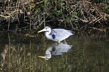 Grey heron